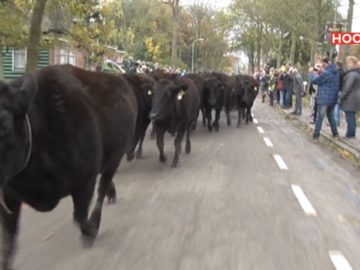 Ruim honderd koeien rennen over de openbare weg