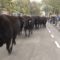 Ruim honderd koeien rennen over de openbare weg