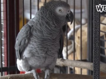 Samen met de papegaai boodschappen doen