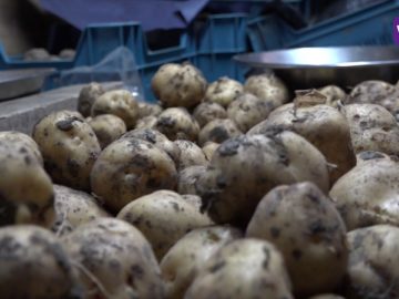 Slechte oogst Opperdoezer Ronde door nat voorjaar