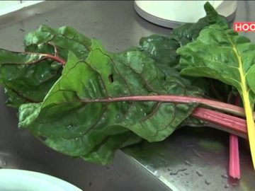 Stadslandbouw in Hoorn