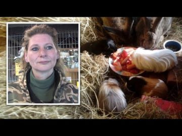 Uitbaatster Kinderboerderij Medemblik zeer emotioneel na diefstal dieren