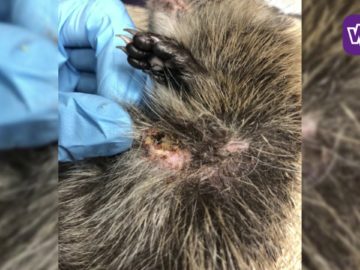 Verzwakte egel onder het mes vanwege ingegroeid plastic ringetje