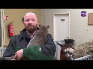 Vuurwerk oorzaak verlamming walibi Sprookjeswonderland Enkhuizen