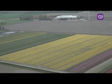 West Friese tulpenvelden zijn een goudmijn voor de toeristenindustrie