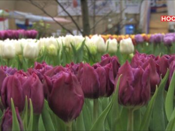 Westerkoggeflora geopend