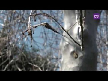 Zwaag kleurt wit door enorme hoeveelheden rupsen