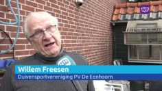 Duivenmelker Westwoud ziet duif na duif verdwijnen door de vele roofvogels