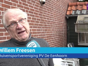 Duivenmelker Westwoud ziet duif na duif verdwijnen door de vele roofvogels