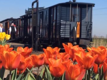 museumstoomtram_tulpen_still_Liesbeth_zikkenheimer