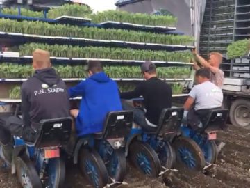 winterbloemkool_video